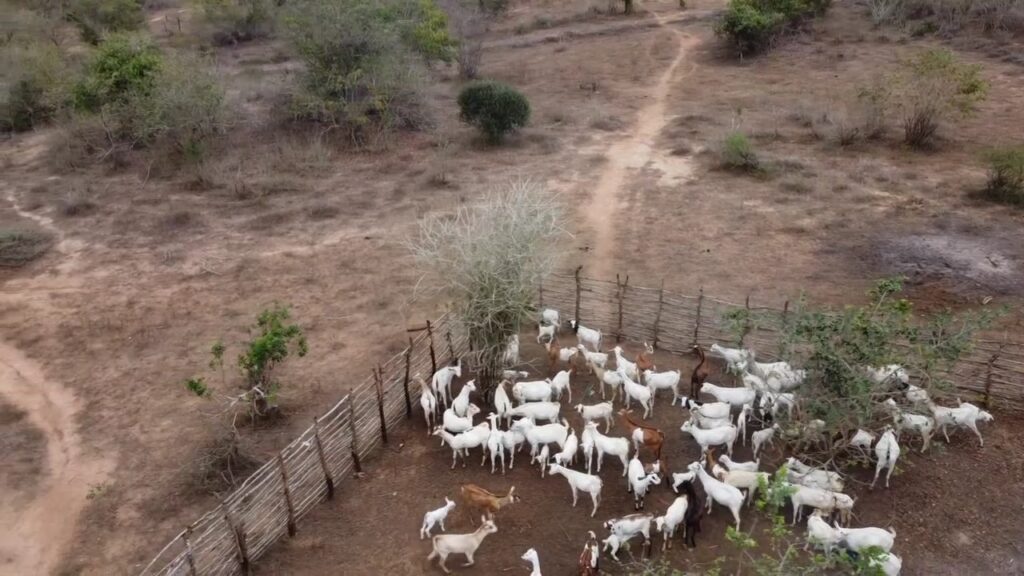 Goats Project